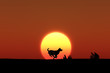 © bigfoot - 日の出と走る犬のシルエット