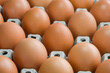 Close-up raw chicken eggs in egg box