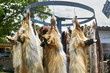 Fox skins are sold on the village market in Armenia