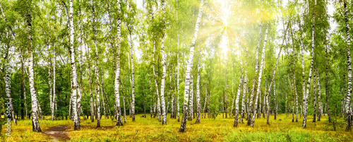 Birch grove with a road on sunny summer day, summertime landscape