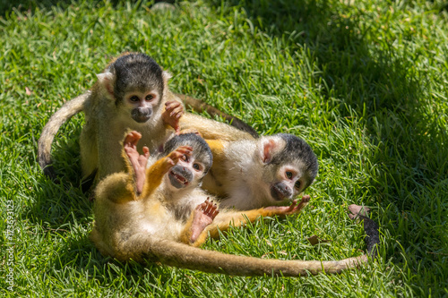 Photo  Monkeys - Squirrel Monkeys