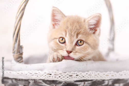 Plakat Kolor kremowy Kot szkocki cieśniny siedzi w wiklinowym koszu. Figlarny kotek