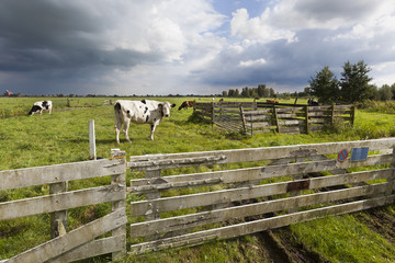 Wall Mural - Dutch cows in the meadow