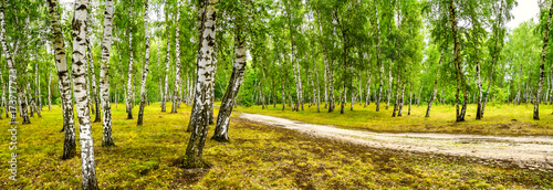 brzozowy-gaj-z-droga-w-sloneczny-letni-dzien-sztandar-krajobrazowy-ogromna-panorama