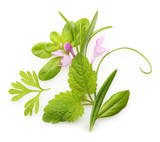 Fototapeta Panele - Fresh spices and herbs isolated