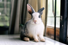Grey Bunny Rabbit Looking Frontward To Viewer, Little Bunny Sitting On White Desk, Lovely Pet For Children And Family.