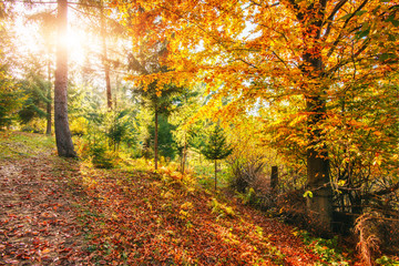 Golden morning sun rays on green grass in autumn. Beautiful nature background