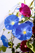 Blue And Purple Flowers Of Morning Glory Illuminated By The Sun On A White Background