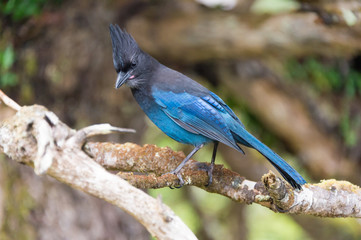 Wall Mural - Steller's jay (Cyanocitta stelleri) in Ucluelet, British Columbia, Canada