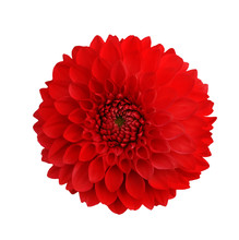 Dahlia Red Isolate On White Background