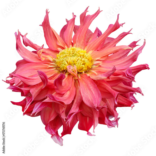 pink yellow striped head of a dahlia flower