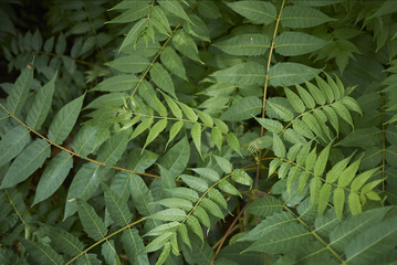 ailanthus altissima