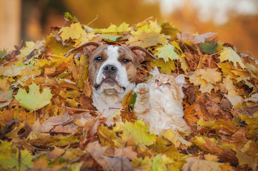 Wall Mural - Funny cat playing with a dog in a pile of leaves in autumn