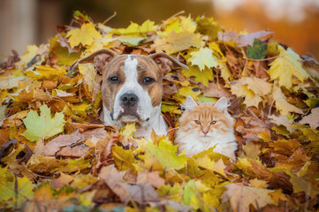 Poster - Cat and dog sitting in a pile of leaves in autumn