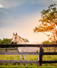 Canvas Print - Horse of a farm