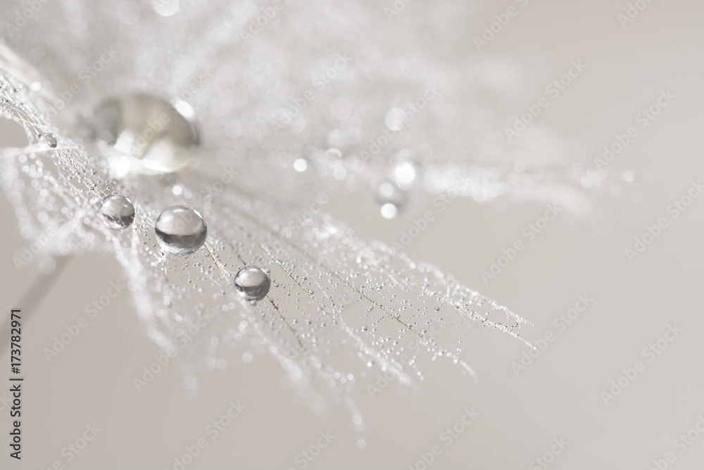 Macro of dandelion with silver drops of dew. Selective focus - obrazy, fototapety, plakaty 