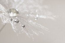 Macro Of Dandelion With Silver Drops Of Dew. Selective Focus