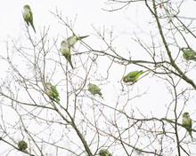 Many Wild Green Parrots Perching On Leafless Tree Branches In The Town Of Pavia In Italy