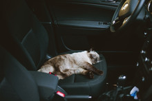 Cat Laying At Driver's Place On Car