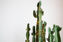 Cactus Wrapped In A String Of Lights