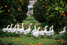 Ducks Walk Through An Orange Grove