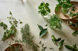 © Trent Lanz/Stocksy - Different herbs on plaster table for wellness