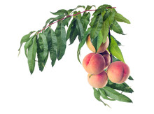 Branch With Peaches. Isolated