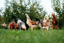 Chickens On The Farm