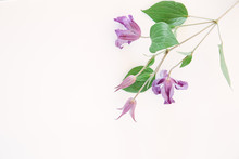 Purple Clematis Flowers