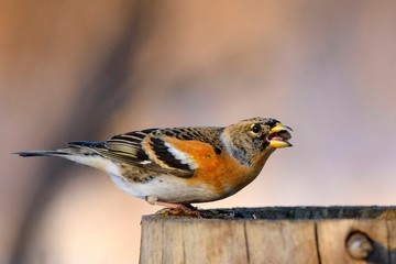 Brambling sitting on a stump with moss and eats seeds.