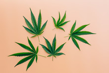 Green Marijuana Leaves On Orange Background