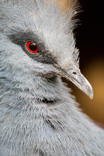 Gray Bird With Red Eye