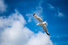 Seagull Flying With Blue Skys And White Clouds