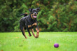 © Rita Kochmarjova - Happy rottweiler dog playing with a ball
