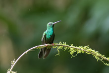 Hummingbird Standing On The Tree Branch With Green Background
