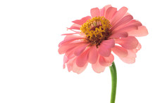 Pink Zinnia On A Pure White Background