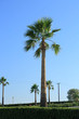 Piękna ogromna palma na tle błękitnego nieba w Grecji.