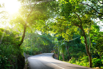 Canvas Print - Seychelles. The road to palm jungle.