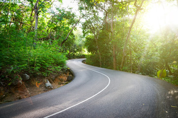 Wall Mural - Beautiful asphalt road in palm jungle.