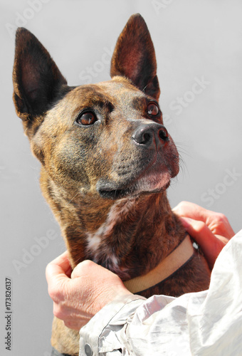 grey dutch shepherd