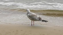Young Seagull Near Lake