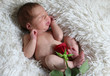 Portrait of cute sleeping newborn baby with red rose on white  blanket.