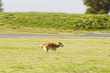 © mannpuku - 野原で遊ぶ柴犬