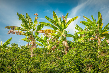 Wall Mural - Banan Trees in Coffee Plantation in Jerico Colombia