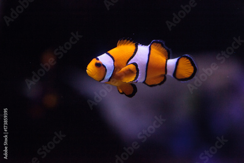 Fotografía Clownfish, Amphiprioninae, in a marine fish and reef aquarium