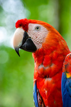 Red Macaw Portrait 