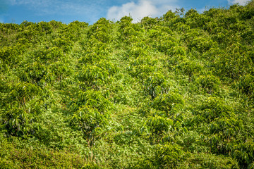 Wall Mural - Coffee Plantation in Jerico Colombia