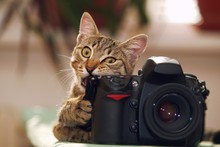 Funny Cat With A Camera