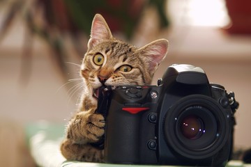 Funny cat with a camera