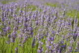 Fototapeta Lawenda - Lavender Festival at 123 Farm